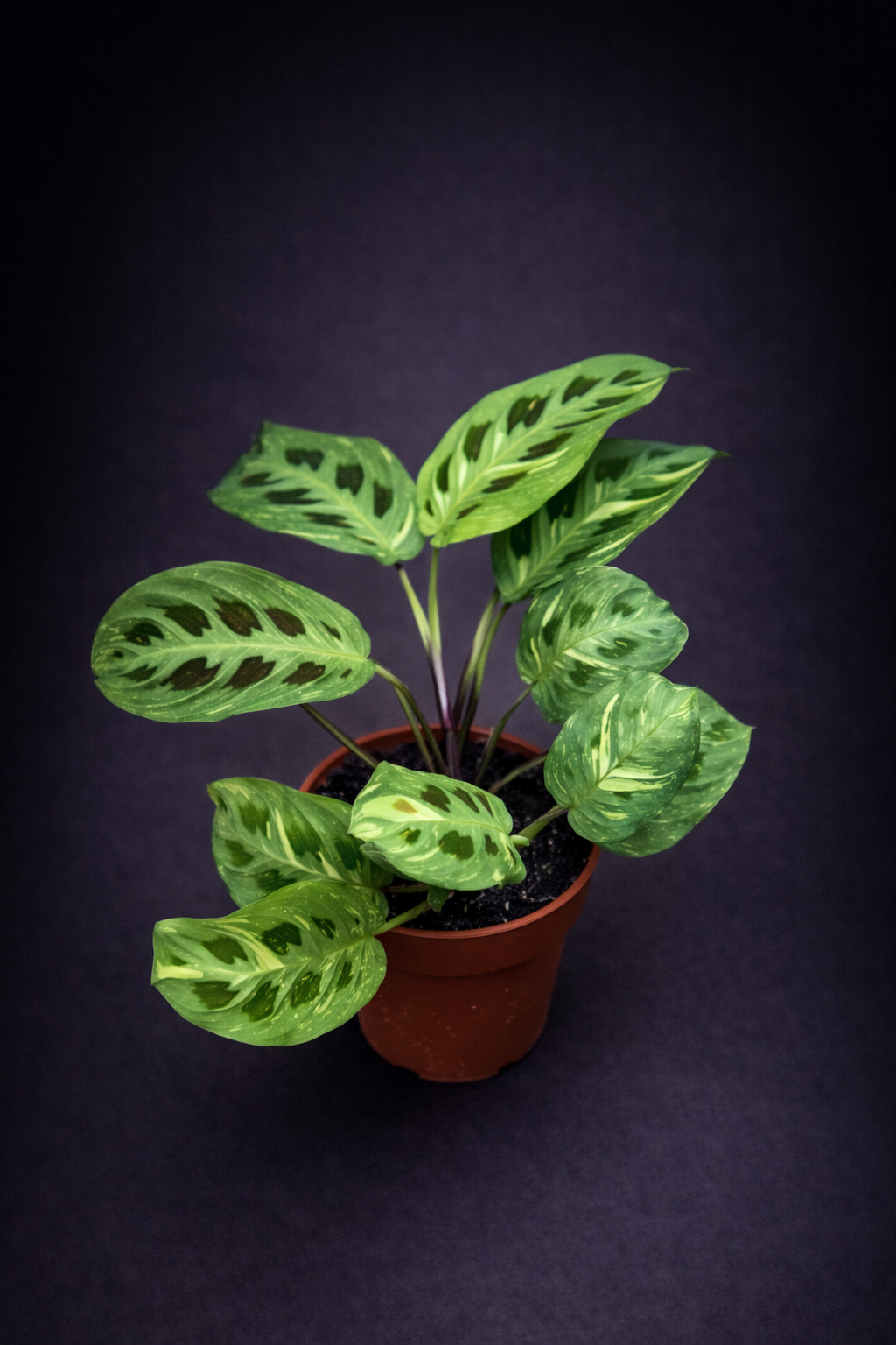 Maranta Kerchoveana Variegata