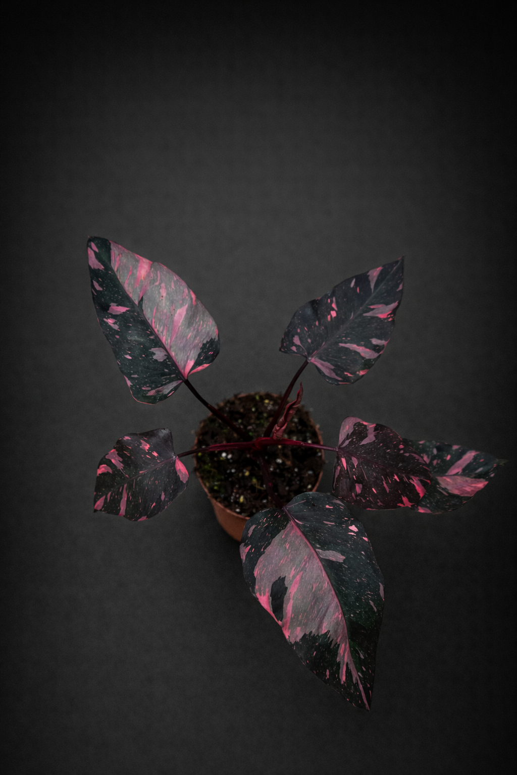 Philodendron Pink Princess Marble
