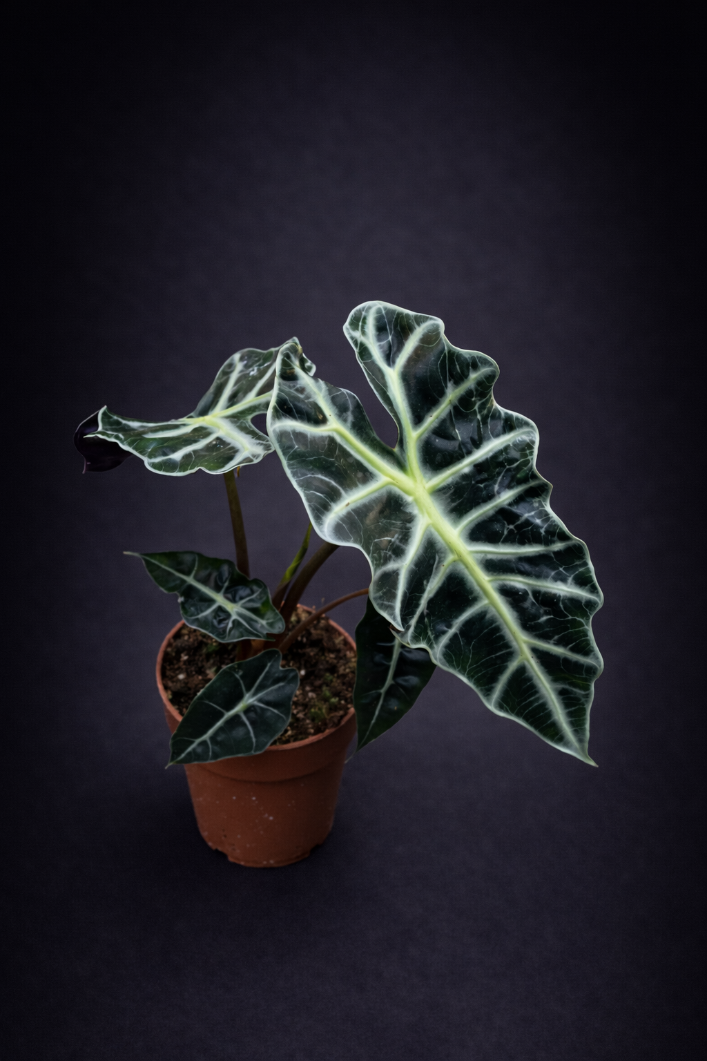 Alocasia Polly