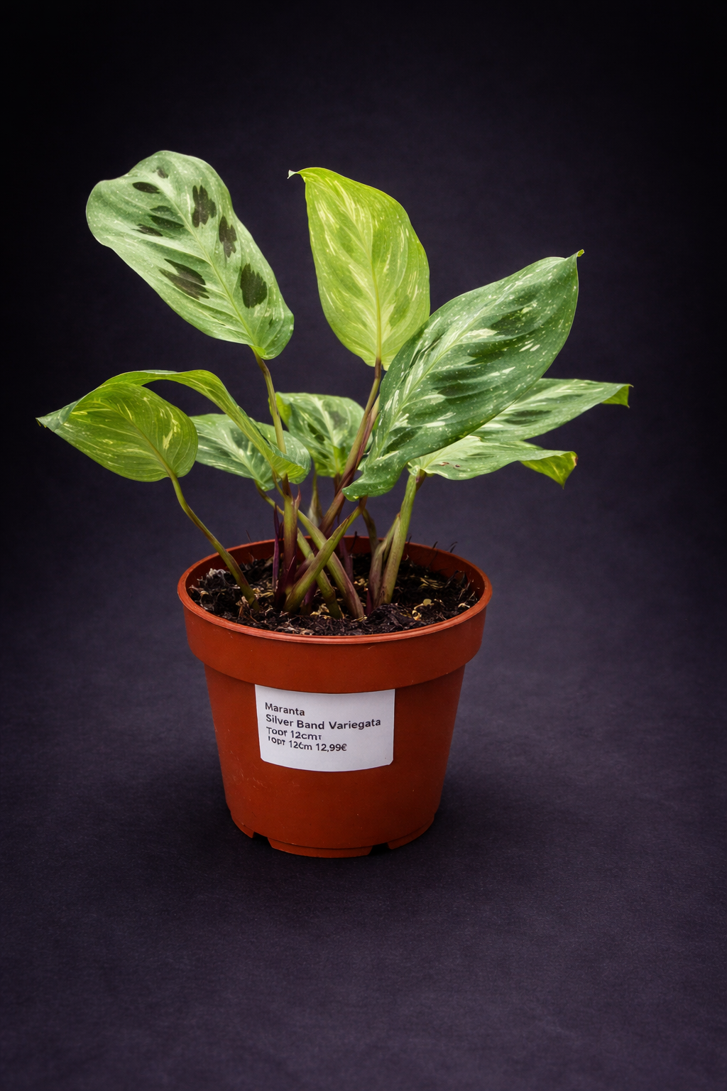 Maranta Kerchoveana Variegata