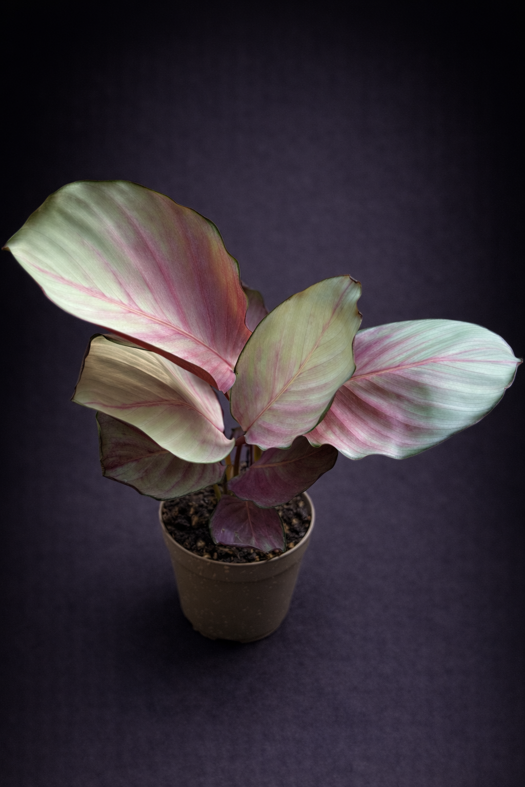 Calathea Silver Plate