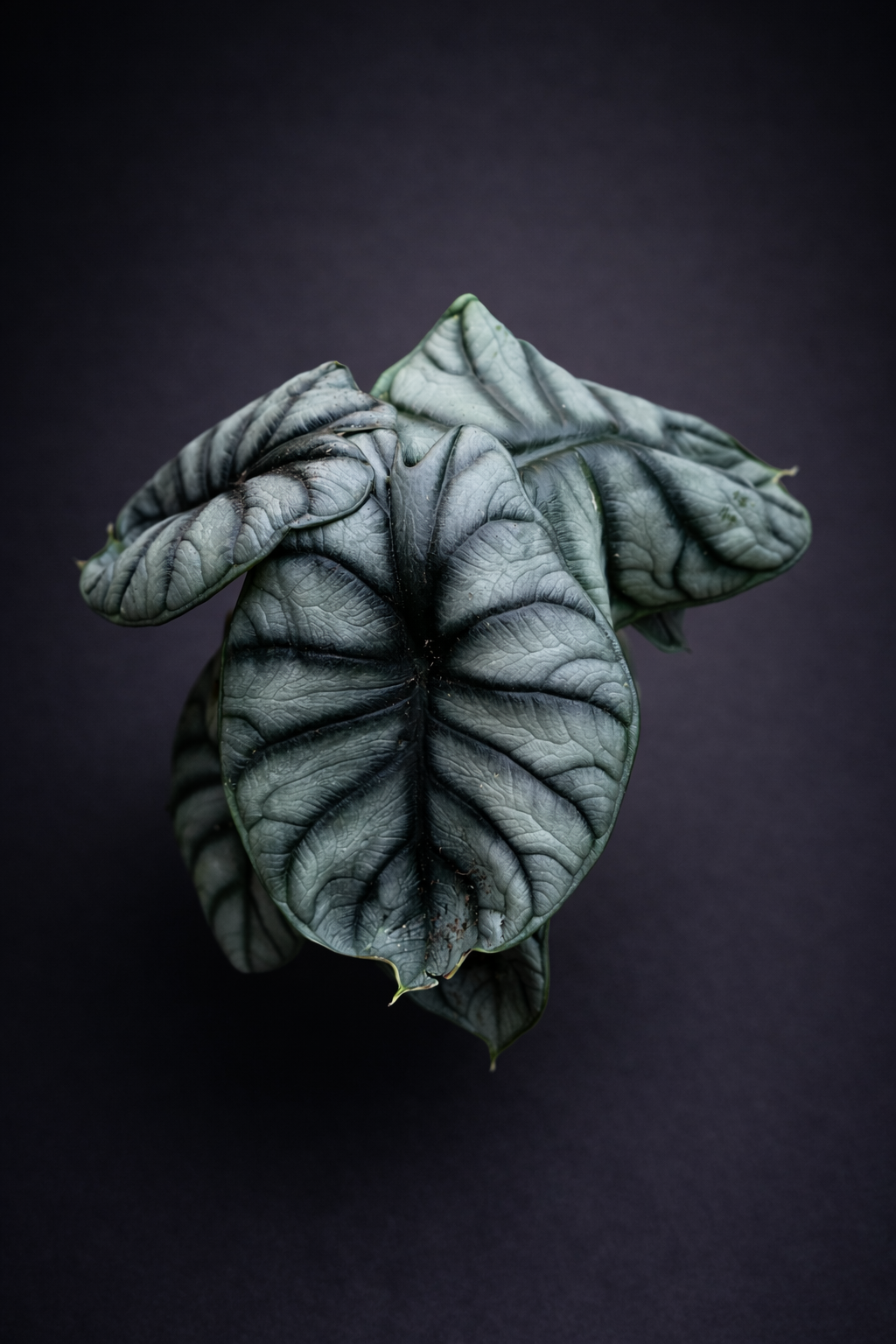 Alocasia Silver Compacta