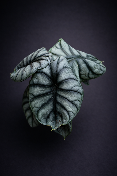 Alocasia Silver Compacta