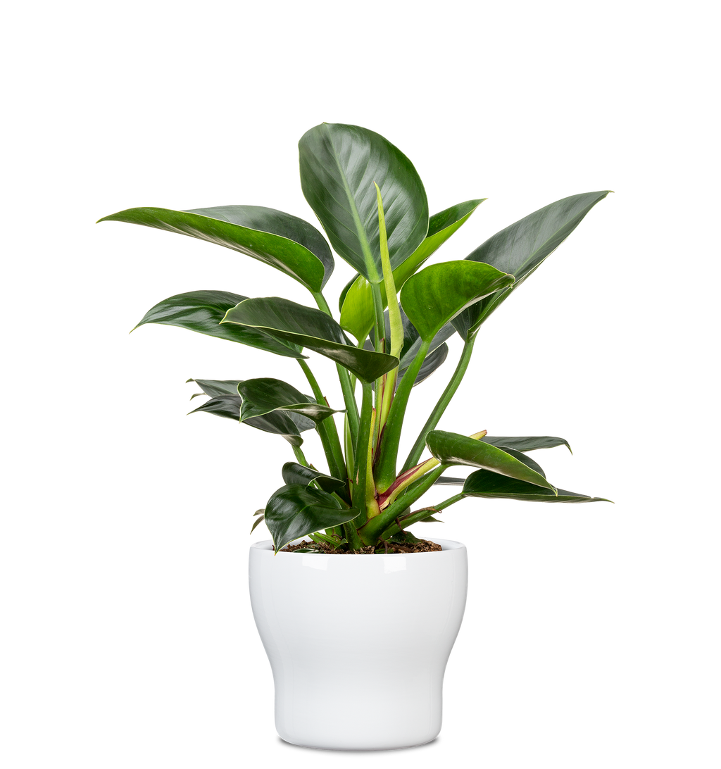 Blumentopf/Übertopf Fun Fiesta 824 aus Keramik