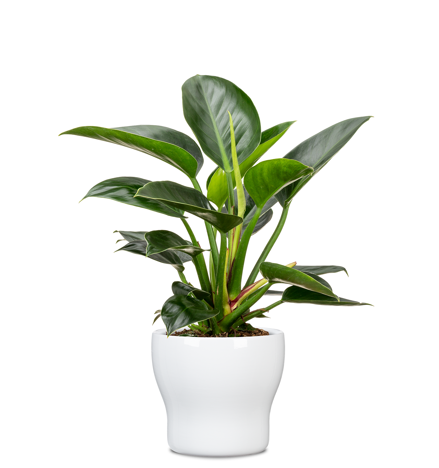 Blumentopf/Übertopf Fun Fiesta 824 aus Keramik