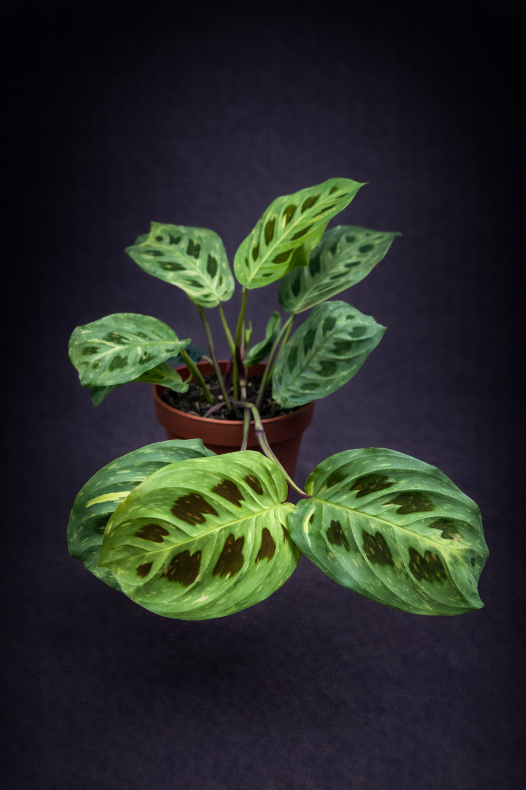 Maranta Kerchoveana Variegata