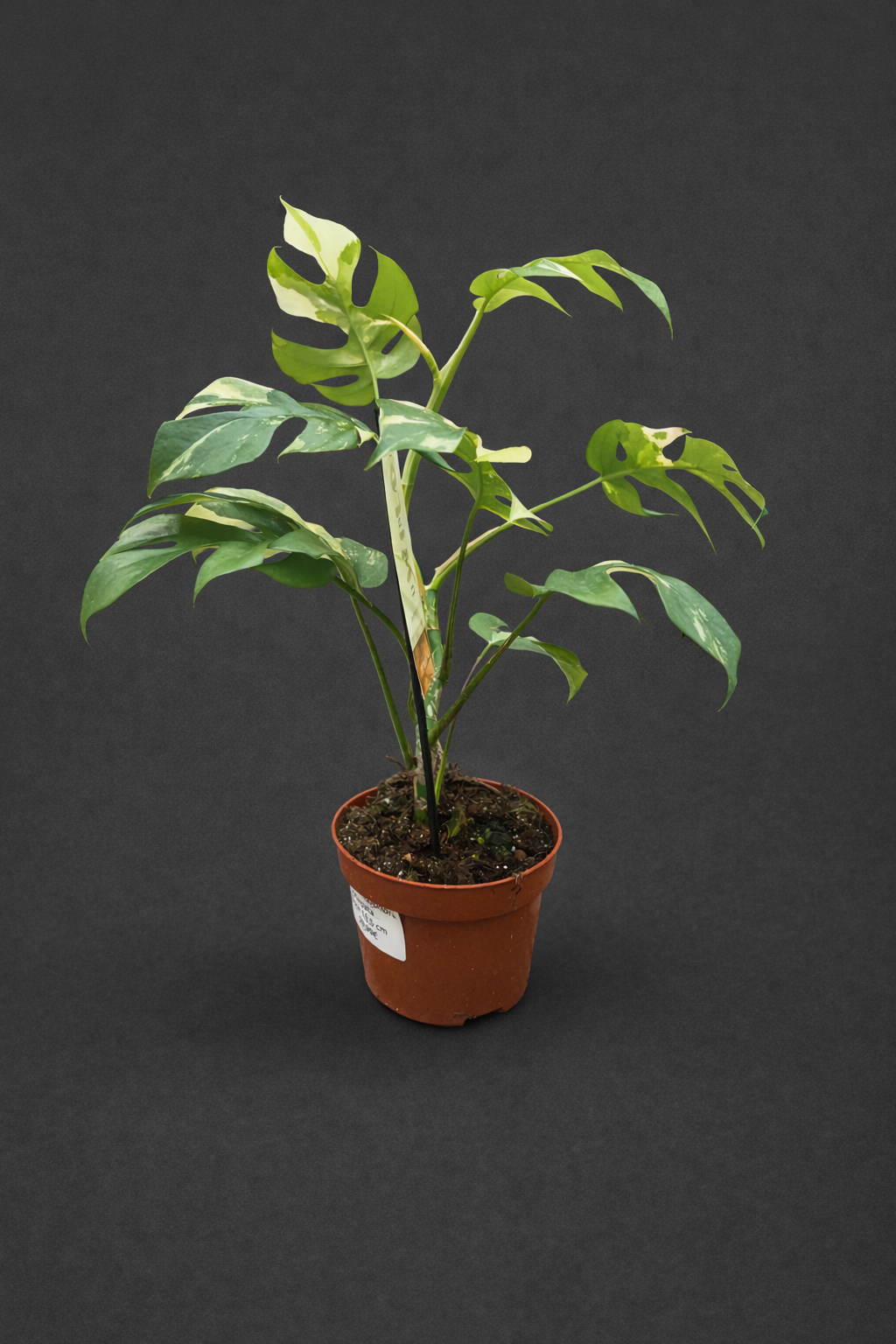 Rhaphidophora tetrasperma Varigata