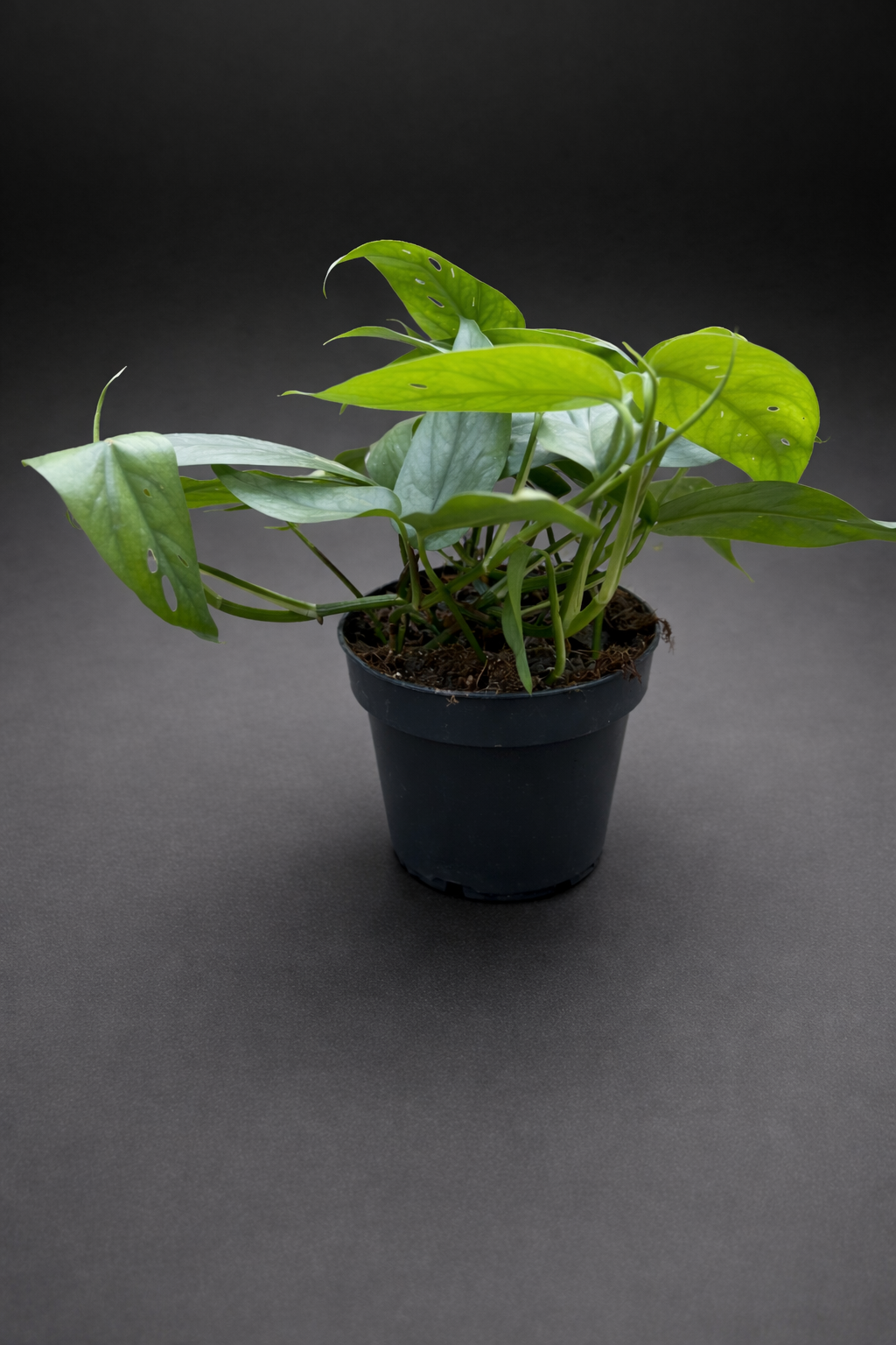 Epipremnum Cebu Blue