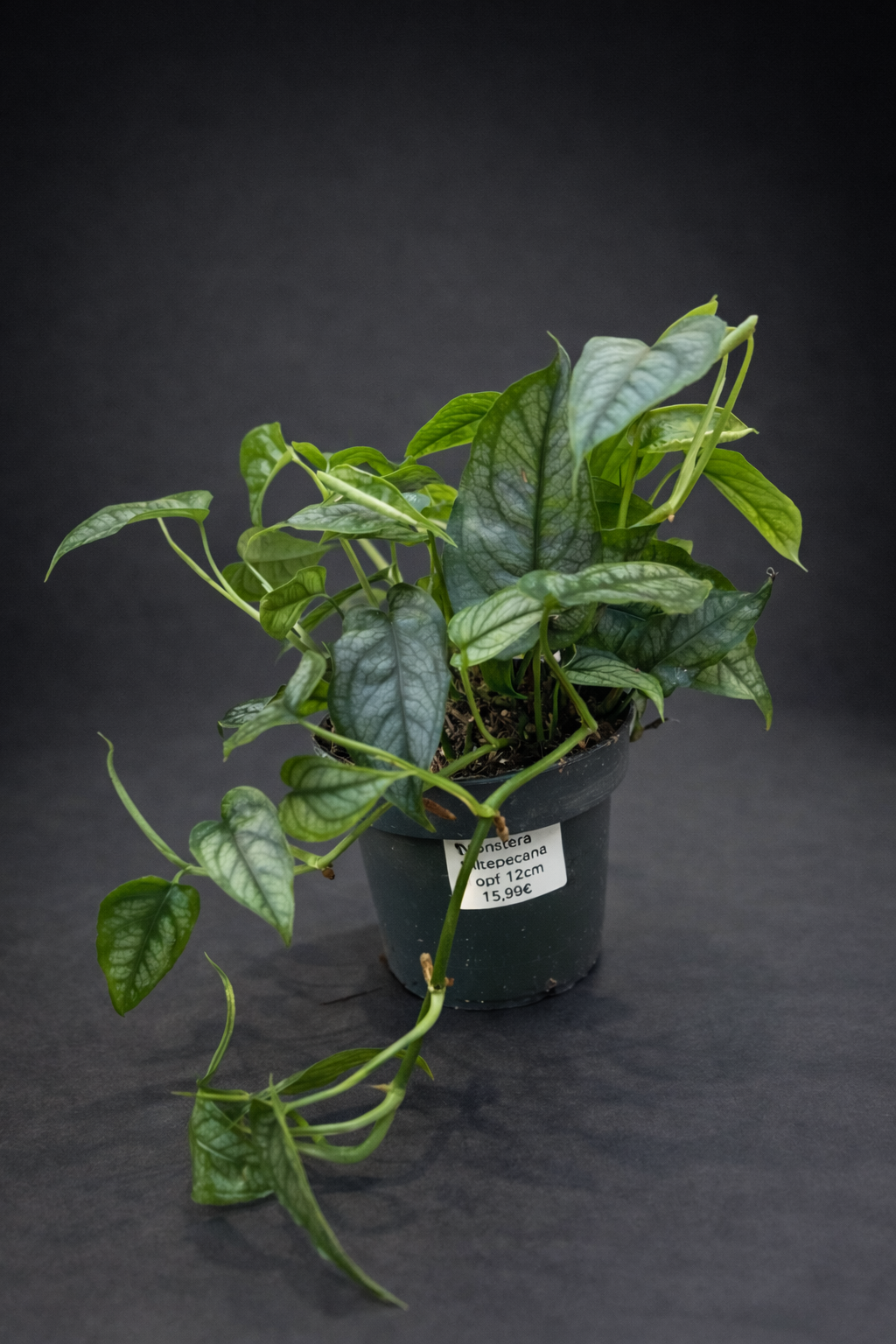 Monstera Siltepecana