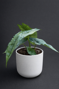 Alocasia Dragon Breath