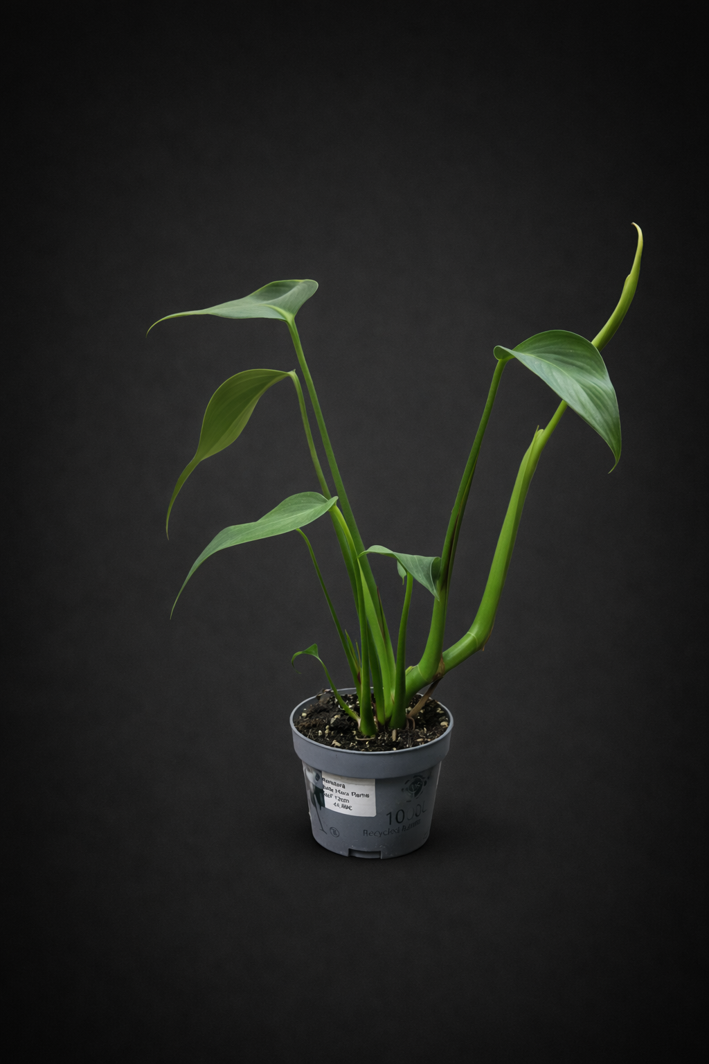 Monstera Burle Marx Flame