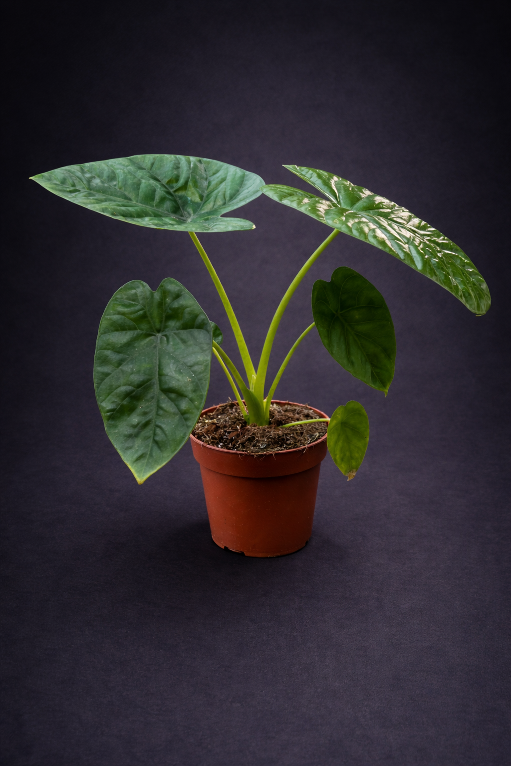 Alocasia Lukiwam