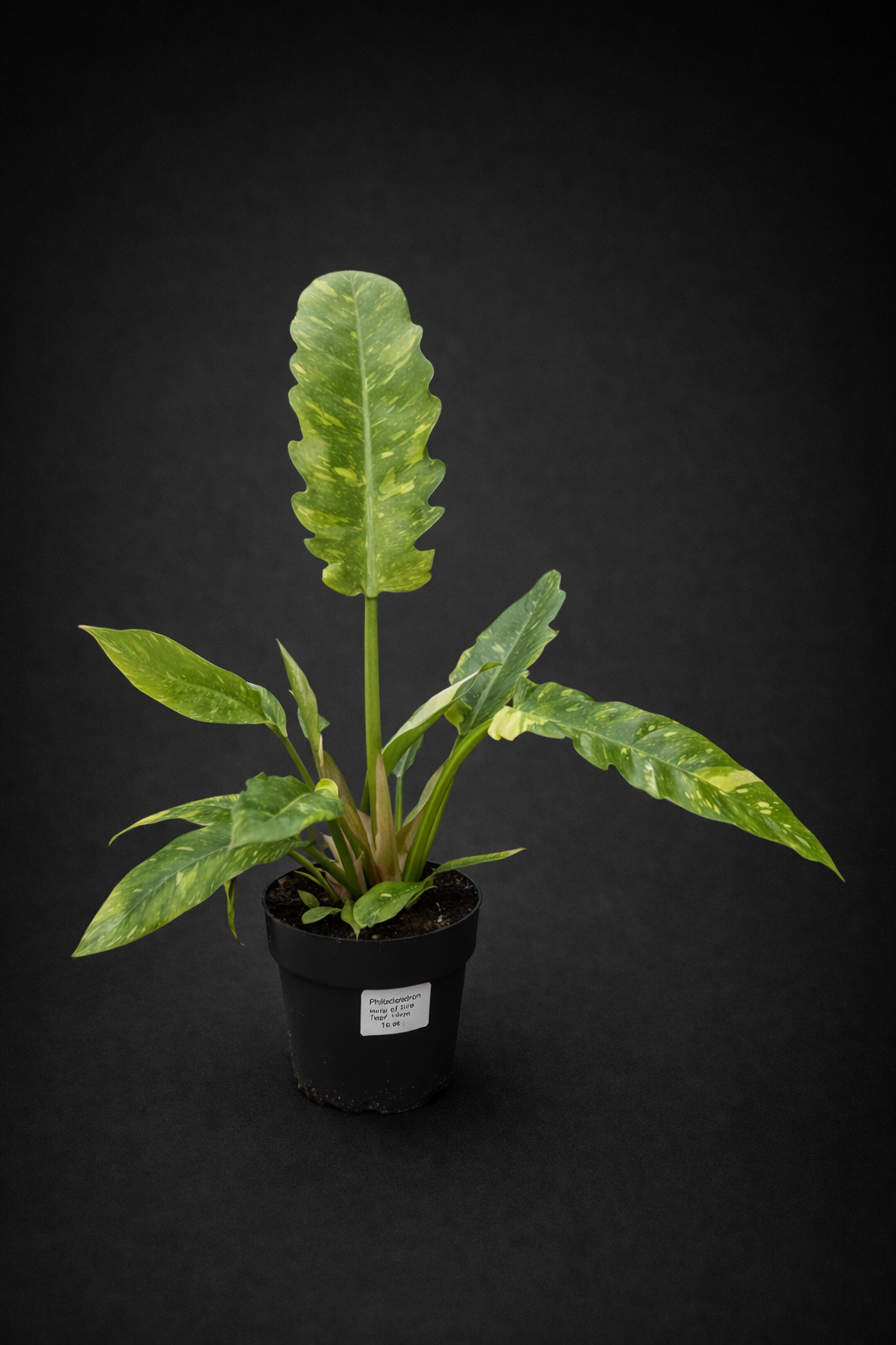 Philodendron Ring of Fire