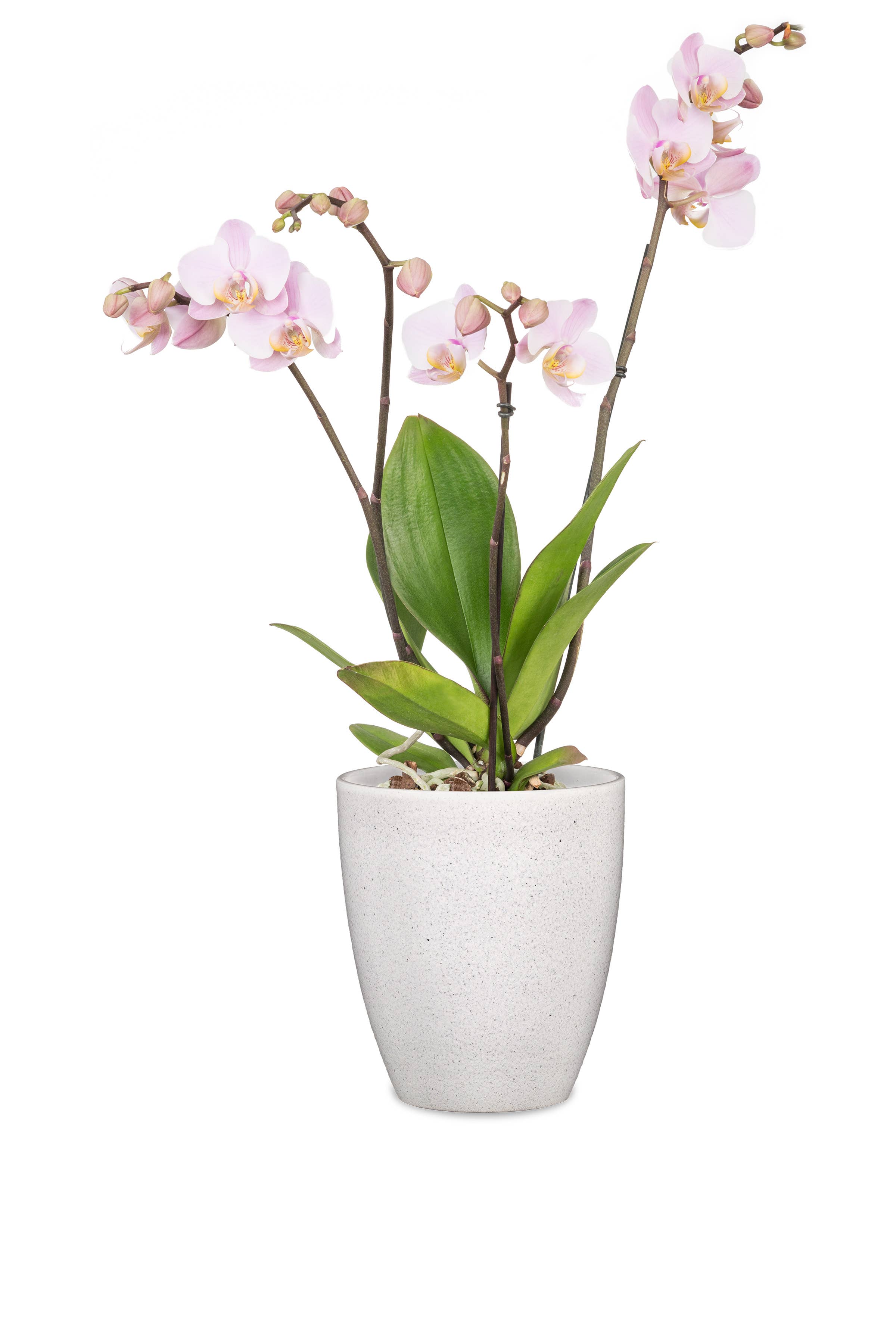 Orchideengefäß 620 aus Keramik