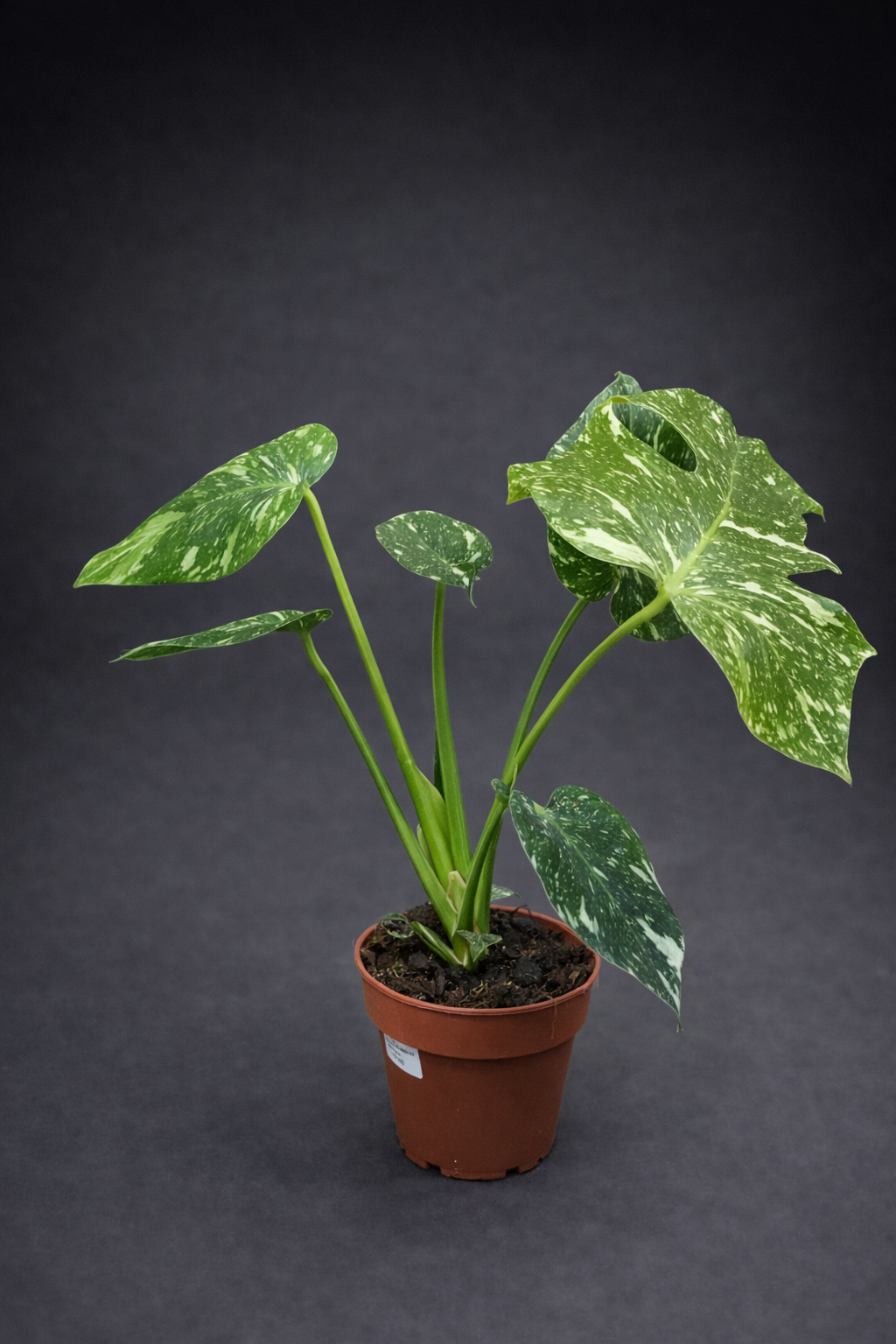 Monstera Thai Constellation