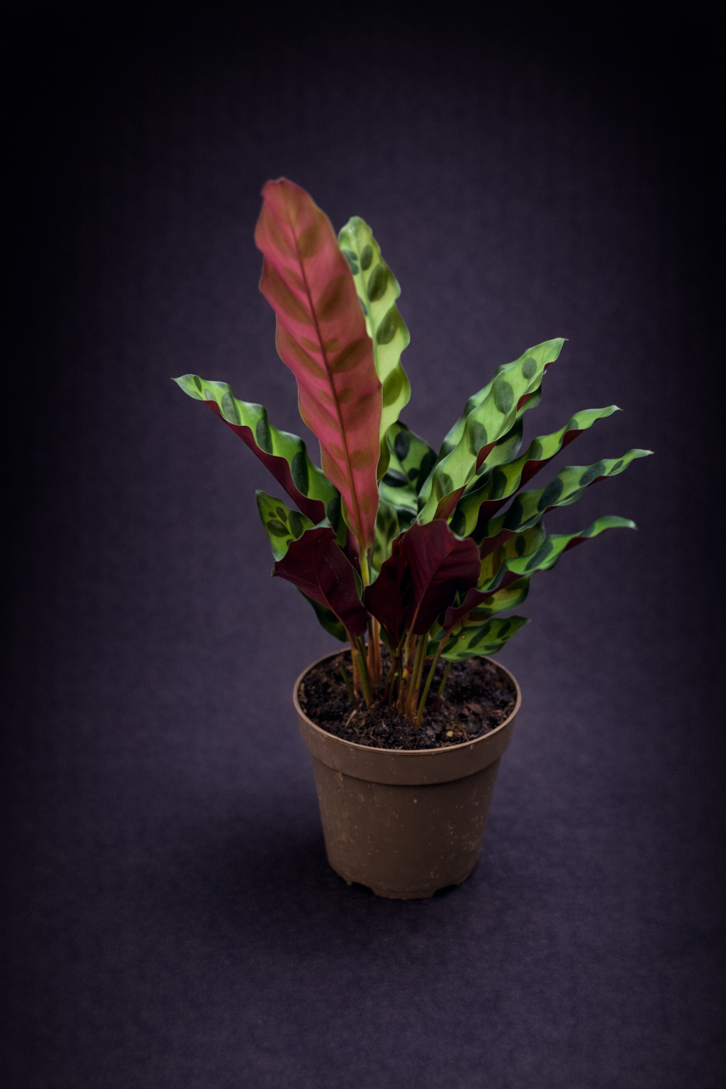Calathea Insignis