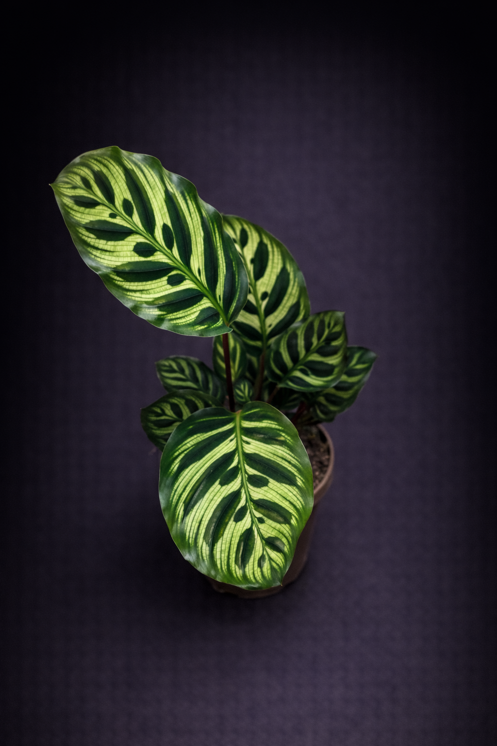 Calathea Makoyana