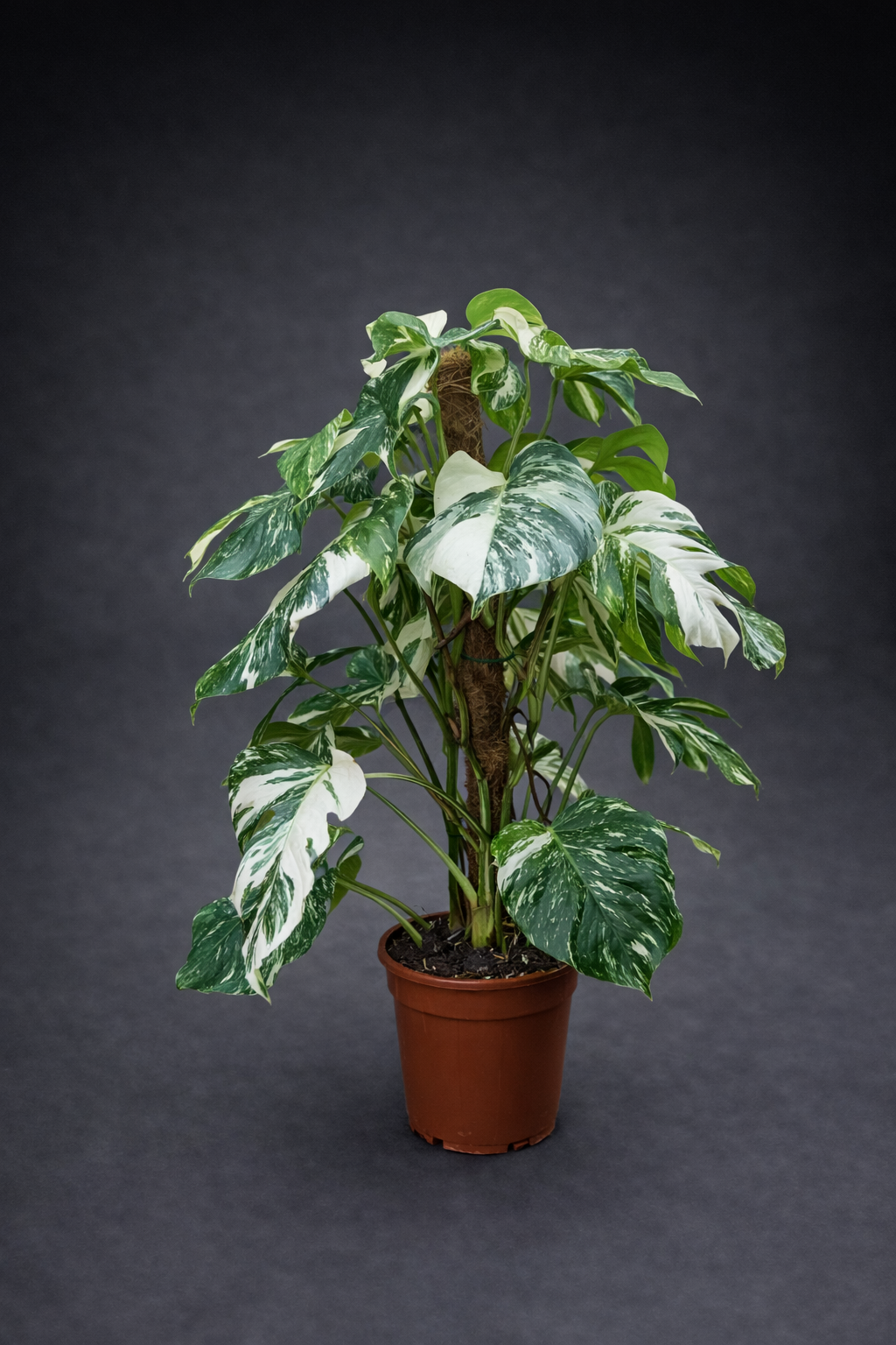 Monstera albo Varigata