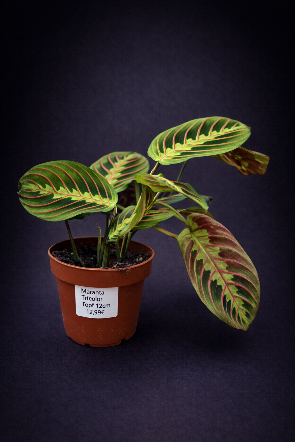 Maranta Tricolor