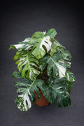 Monstera albo Varigata