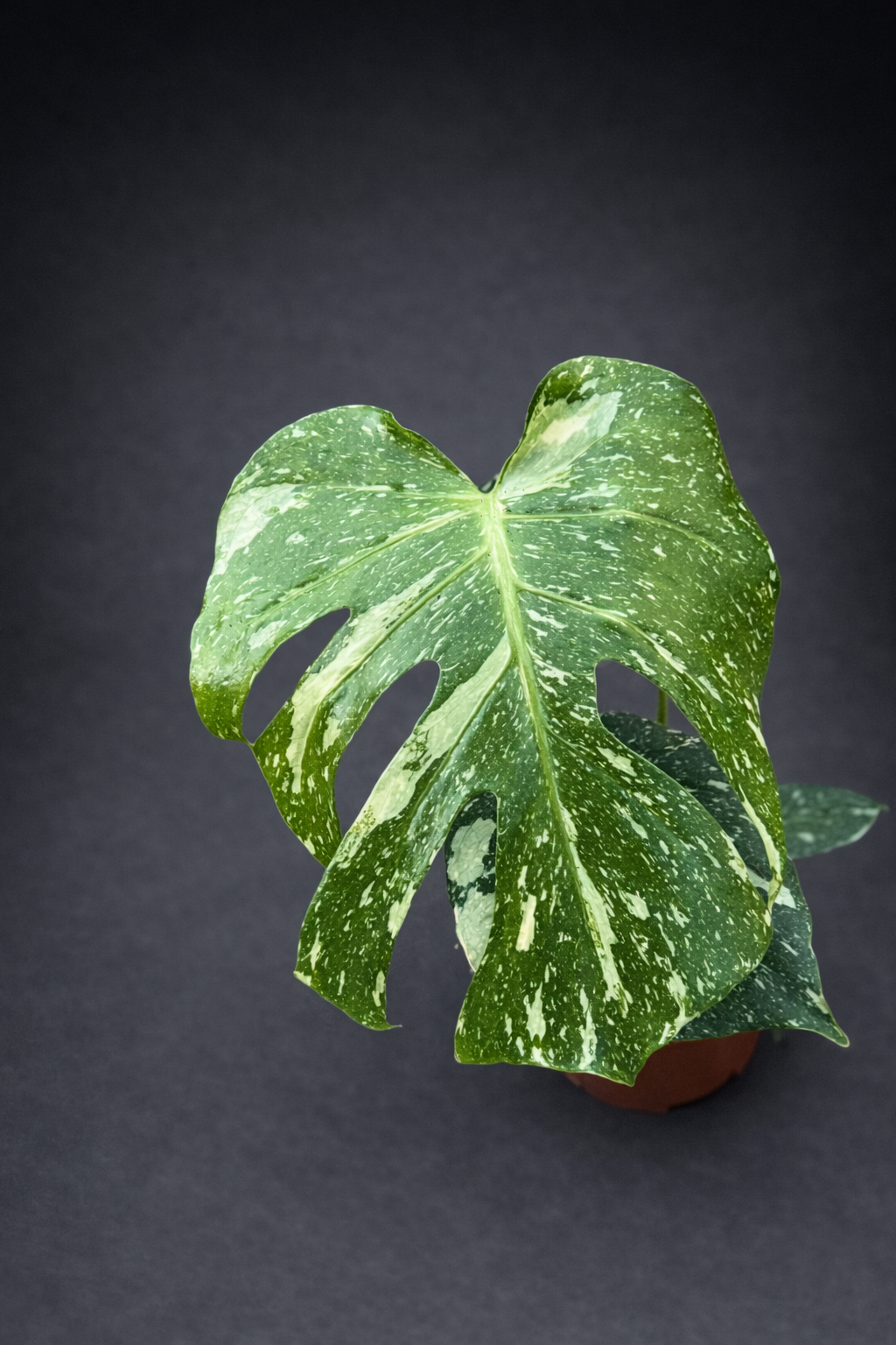 Monstera Thai Constellation