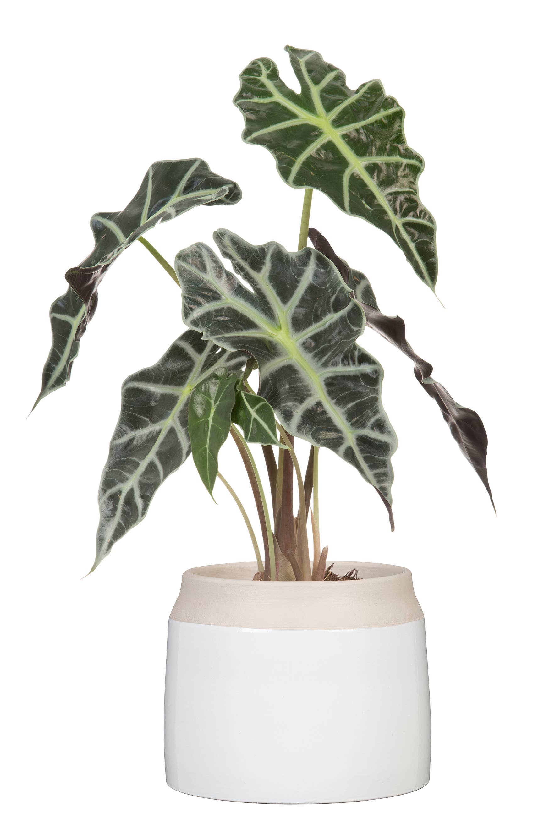 Blumentopf/Übertopf Jarro 717 aus Keramik