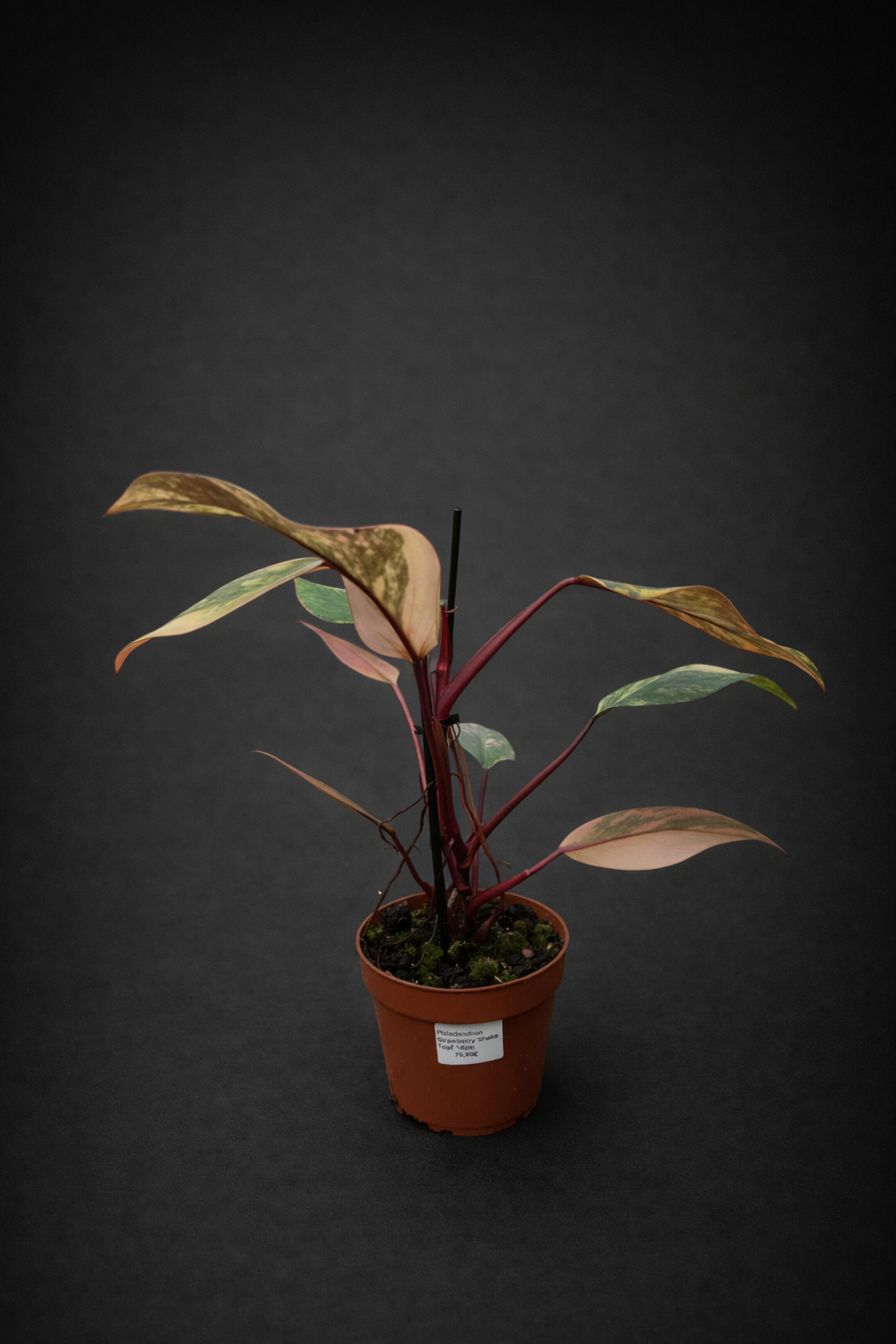 Philodendron Strawberry Shake