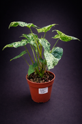 Syngonium Mottled