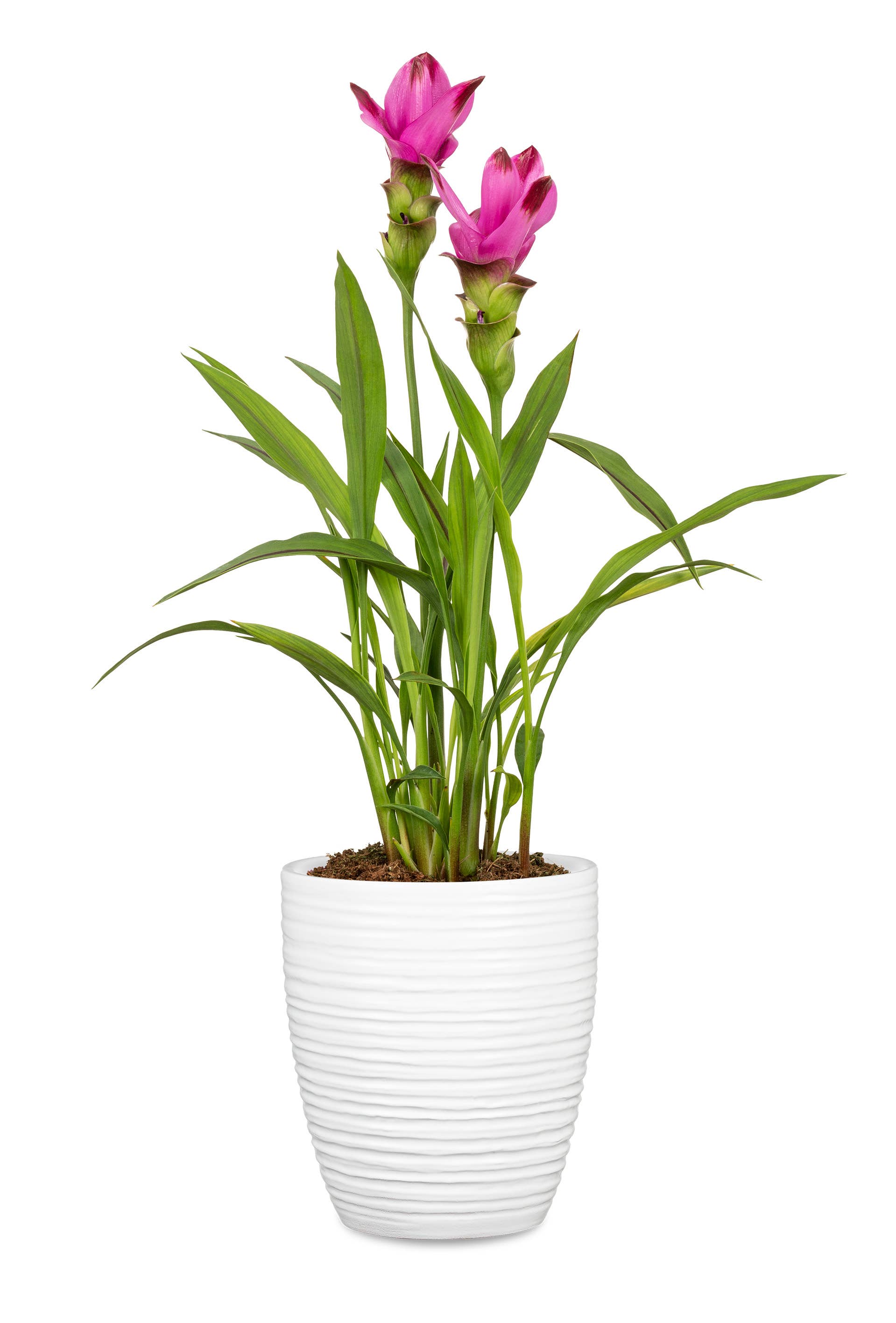 Orchideengefäß 669 aus Keramik