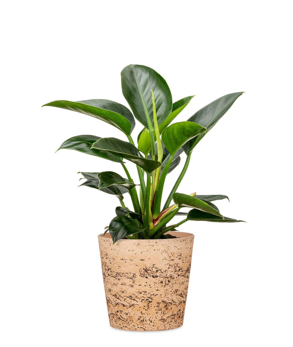 Blumentopf/Übertopf Cork Style 778 aus Keramik