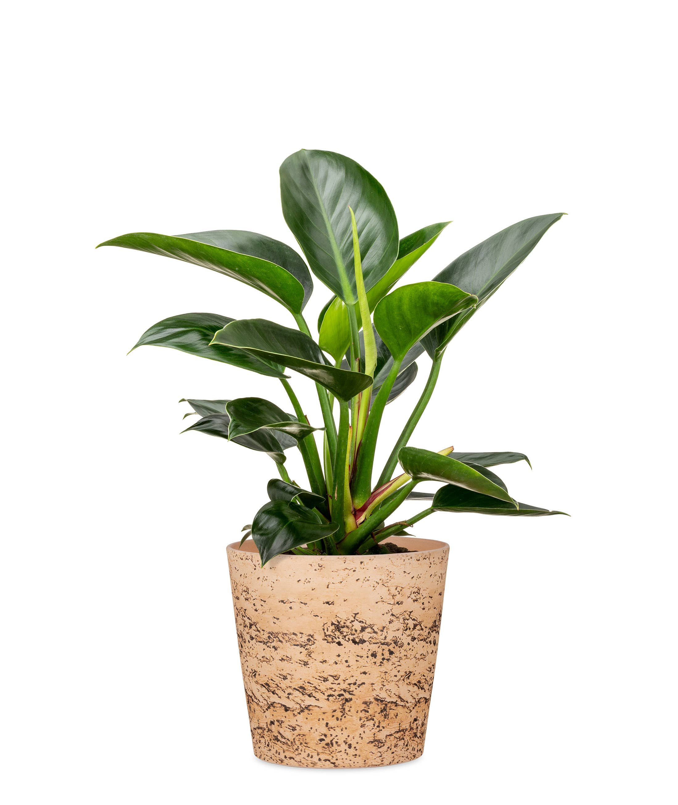 Blumentopf/Übertopf Cork Style 778 aus Keramik