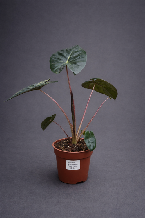 Alocasia Red Petiole
