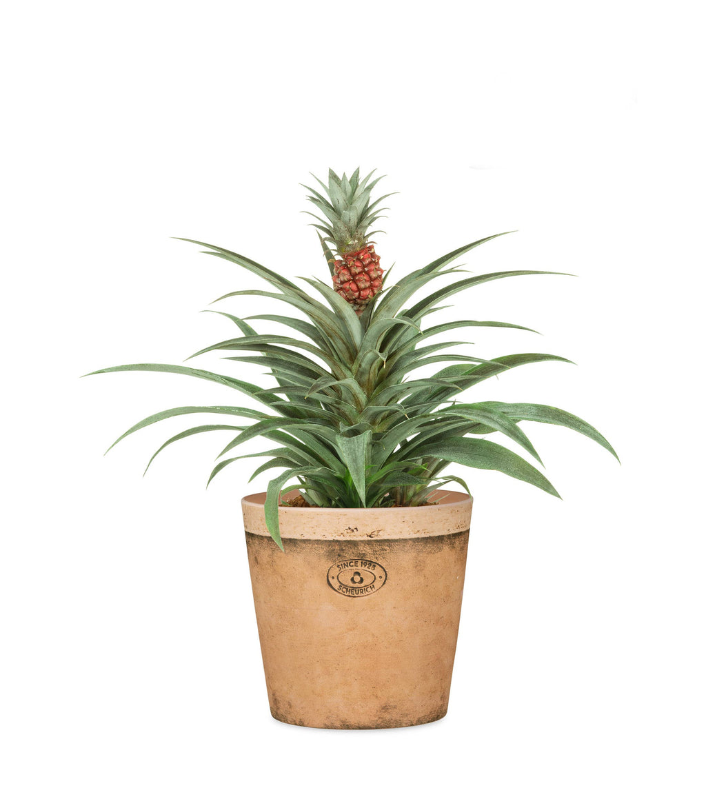 Blumentopf/Übertopf Cork Style 778 aus Keramik