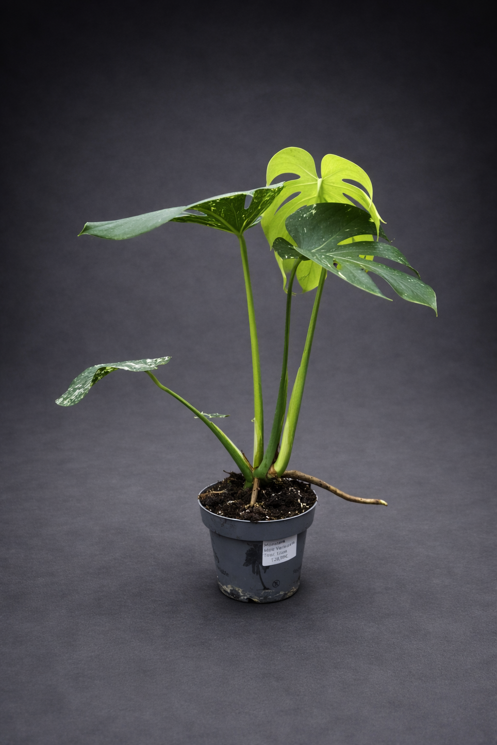 Monstera Mint