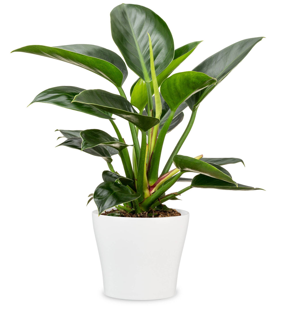 Blumentopf/Übertopf 808 aus Keramik