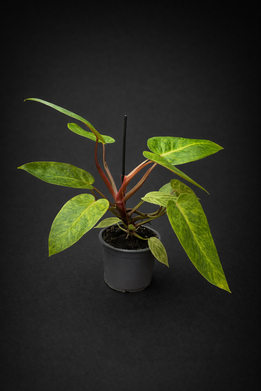 Philodendron Painted Lady