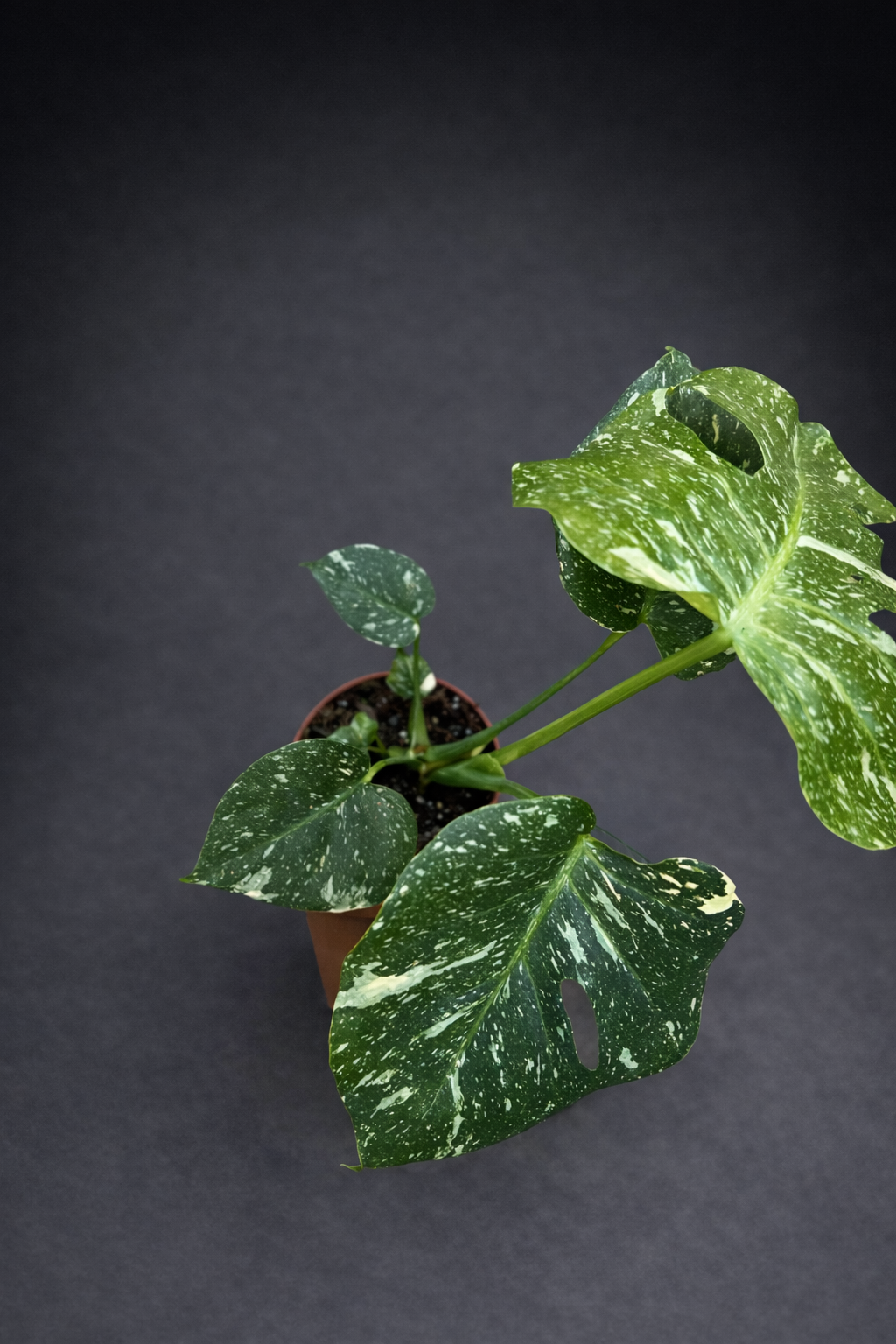 Monstera Thai Constellation