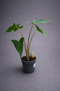 Alocasia Zebrina