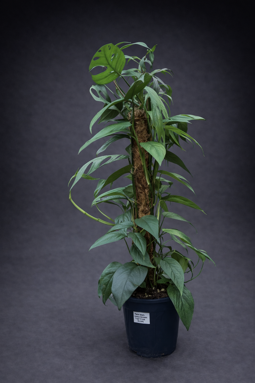 Epipremnum Cebu Blue