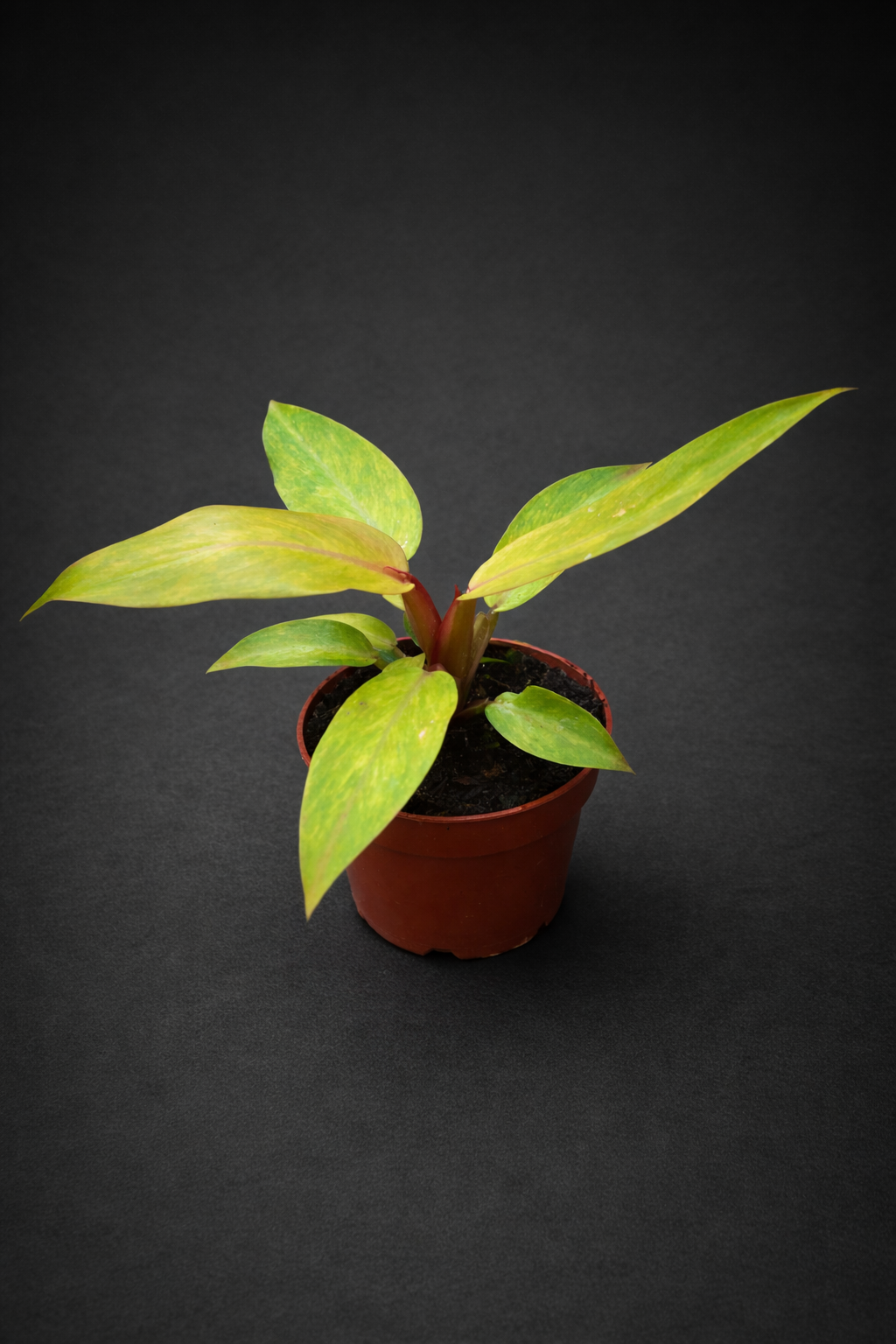 Philodendron Orange Marmalade