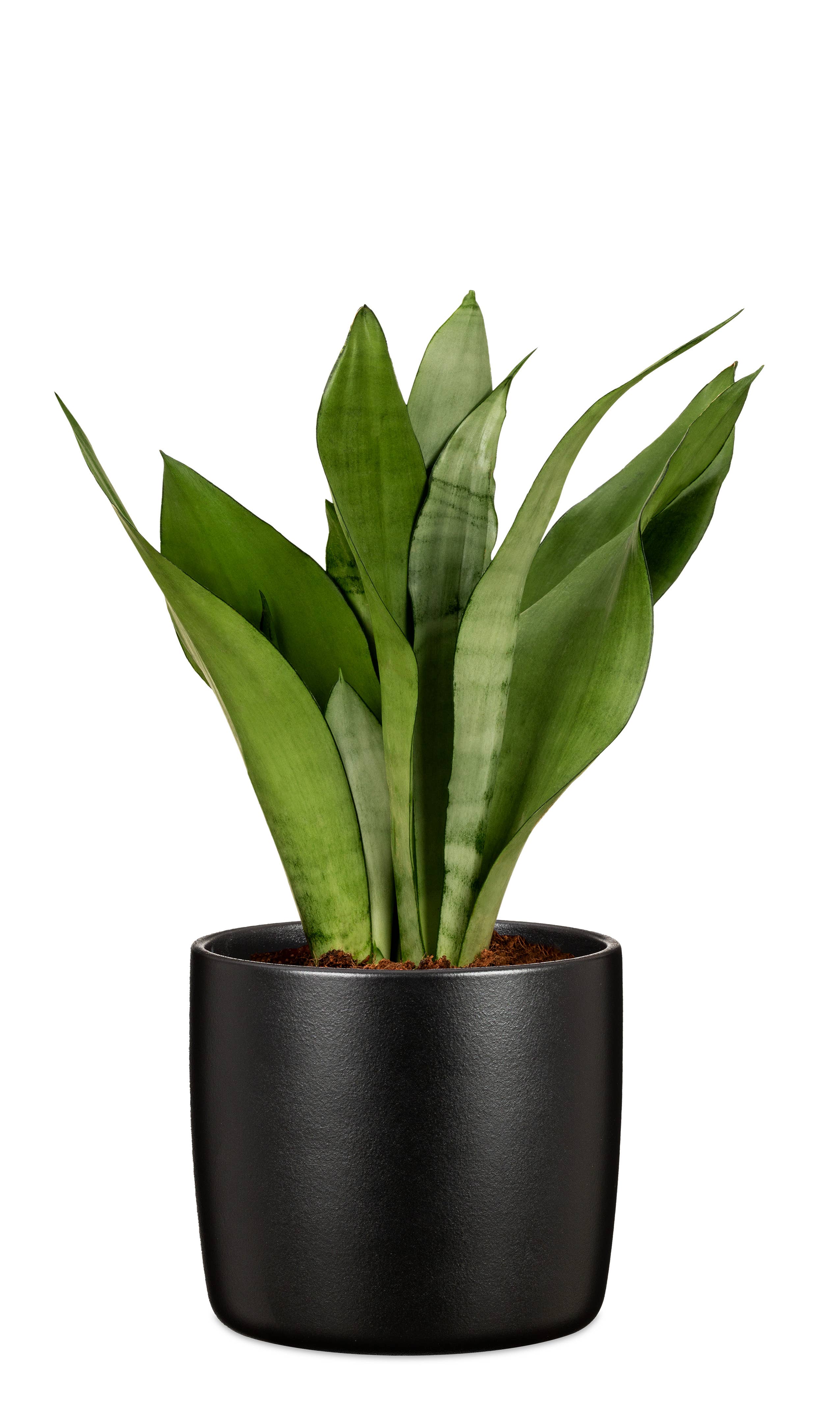 2Er Set Übertöpfe Solido 900 aus Keramik