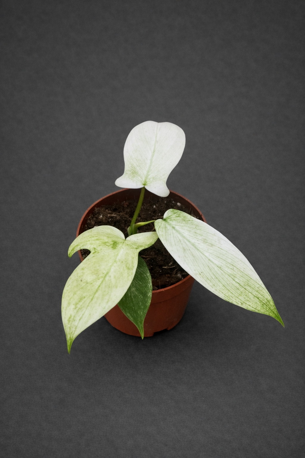 Philodendron Florida Ghost