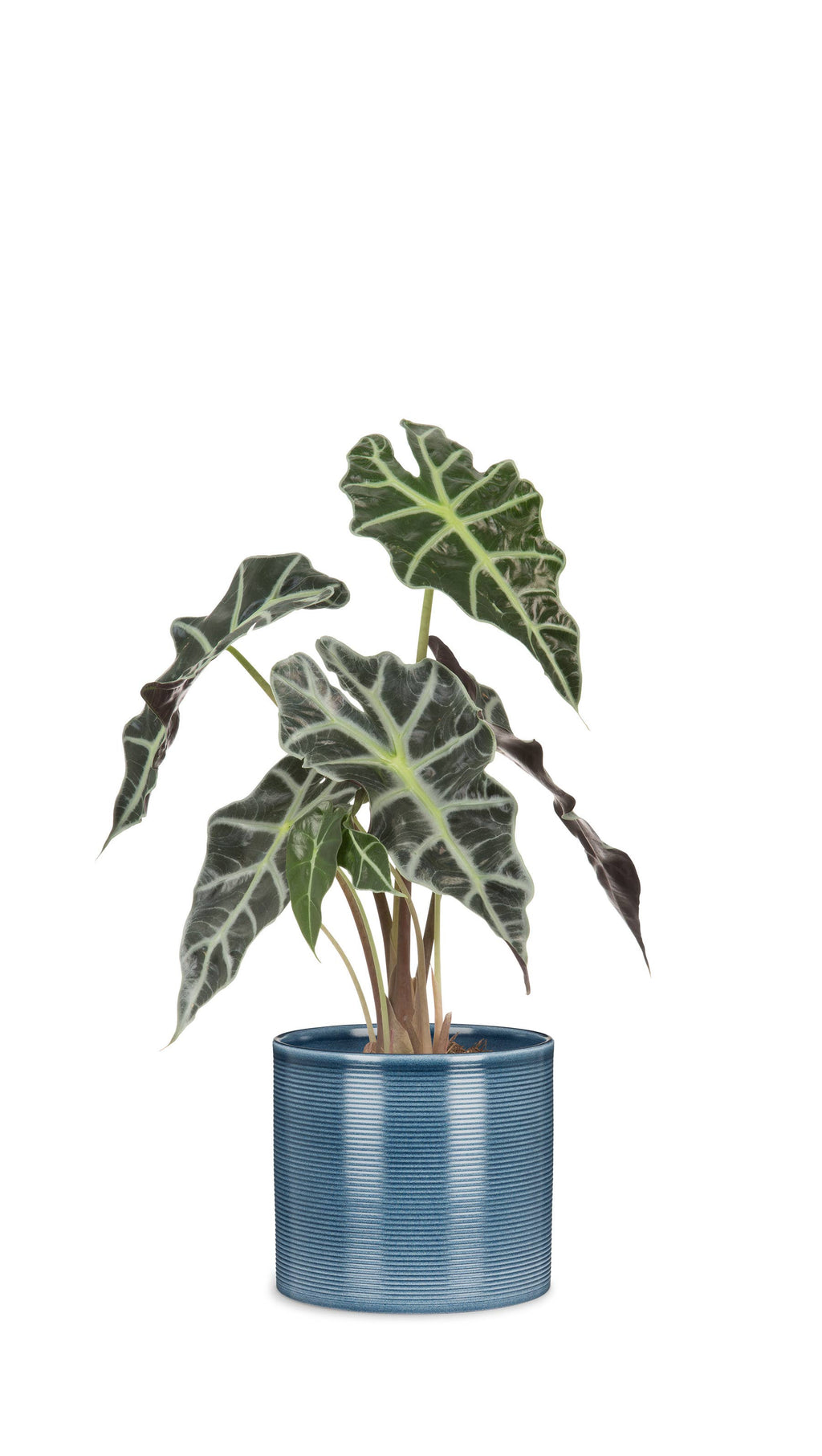 Blumentopf/Übertopf 828 aus Keramik