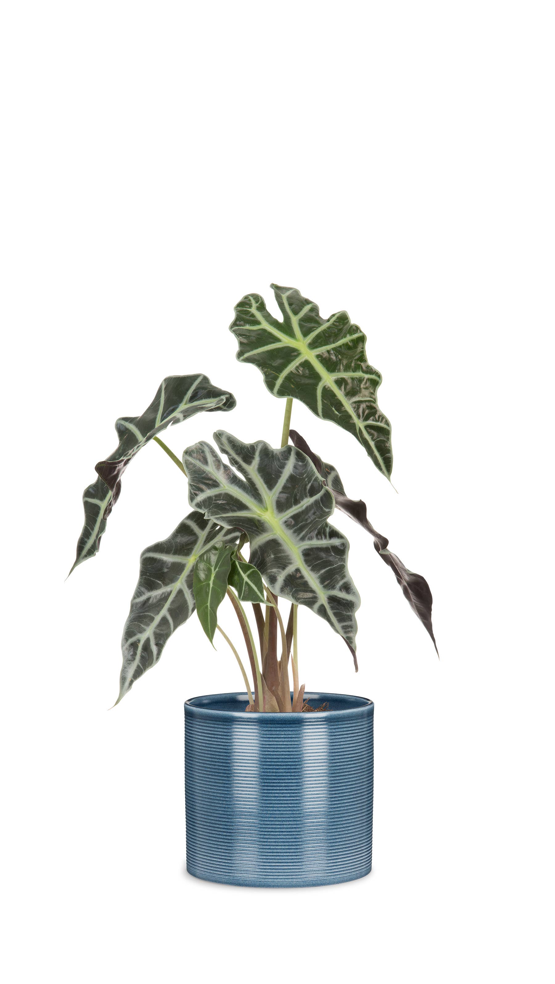 Blumentopf/Übertopf 828 aus Keramik