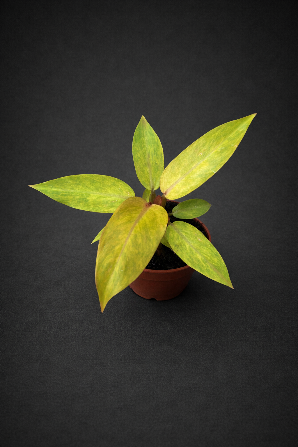 Philodendron Orange Marmalade