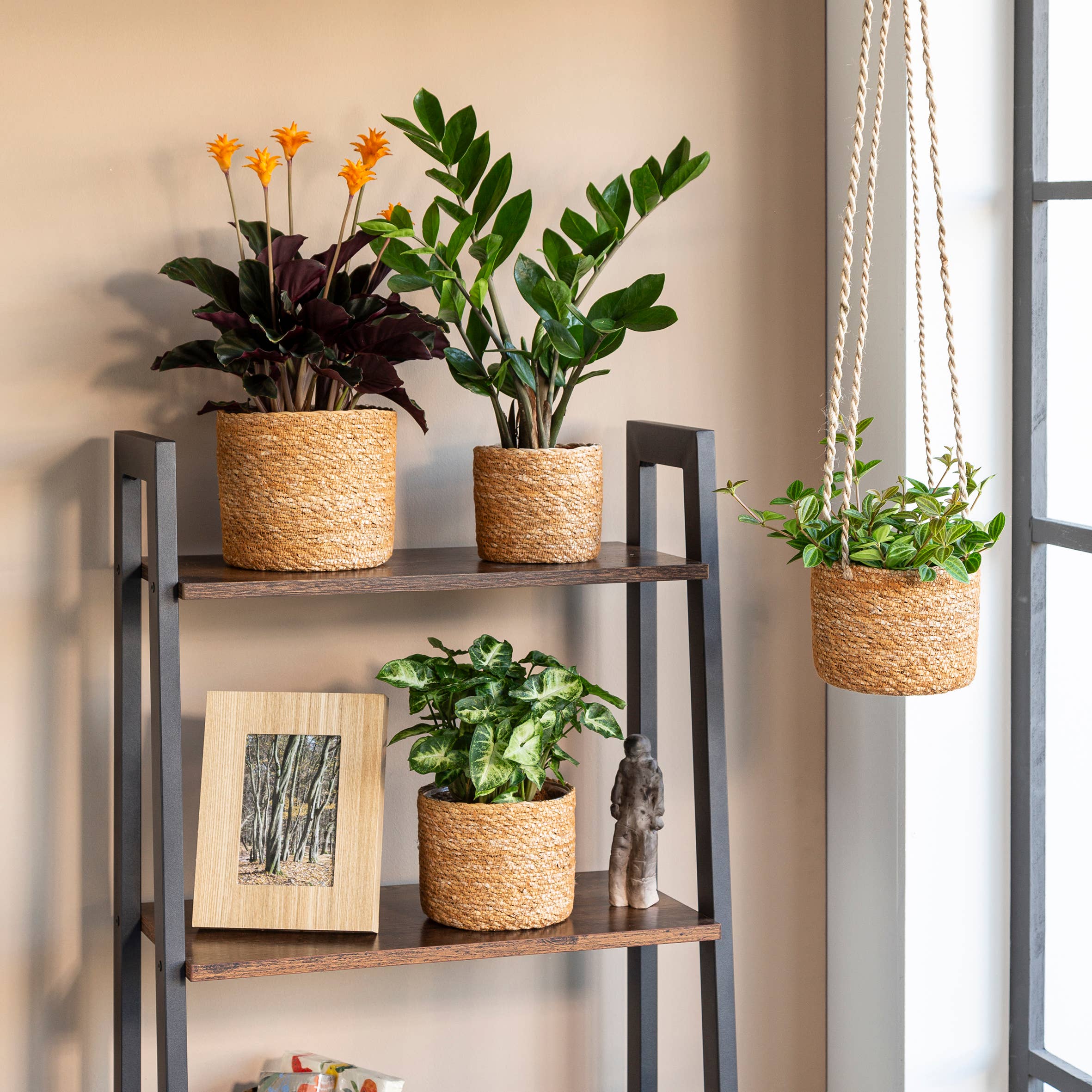 Hängeampel/Hängekorb 509 Aus Seegras