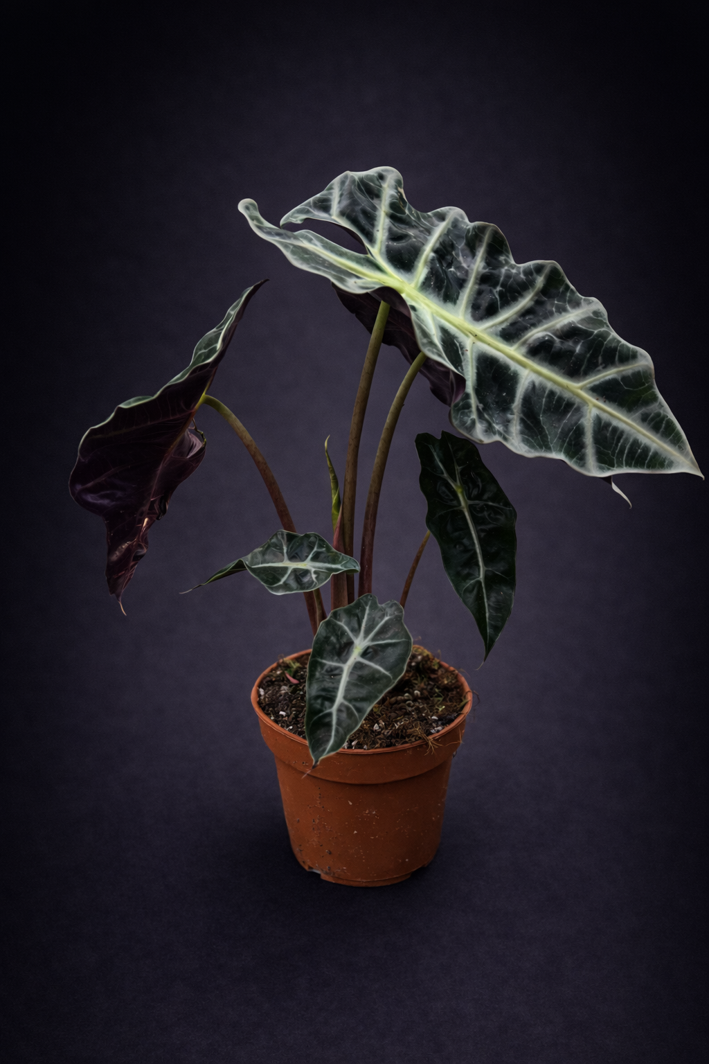 Alocasia Polly
