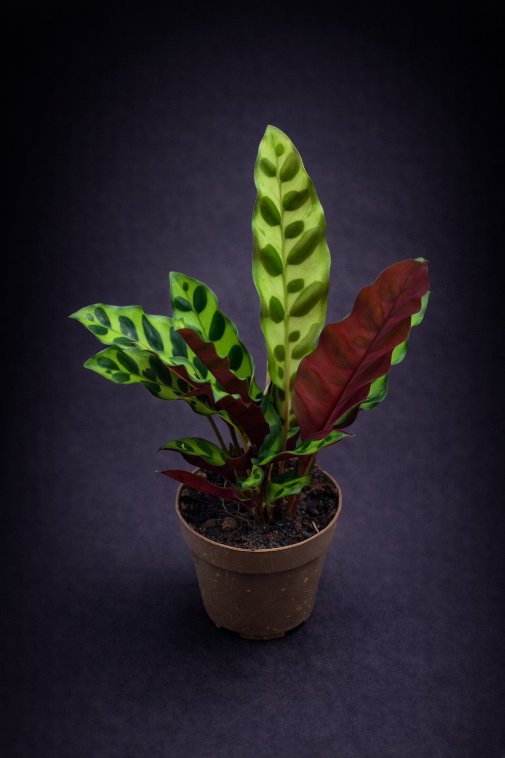 Calathea Insignis
