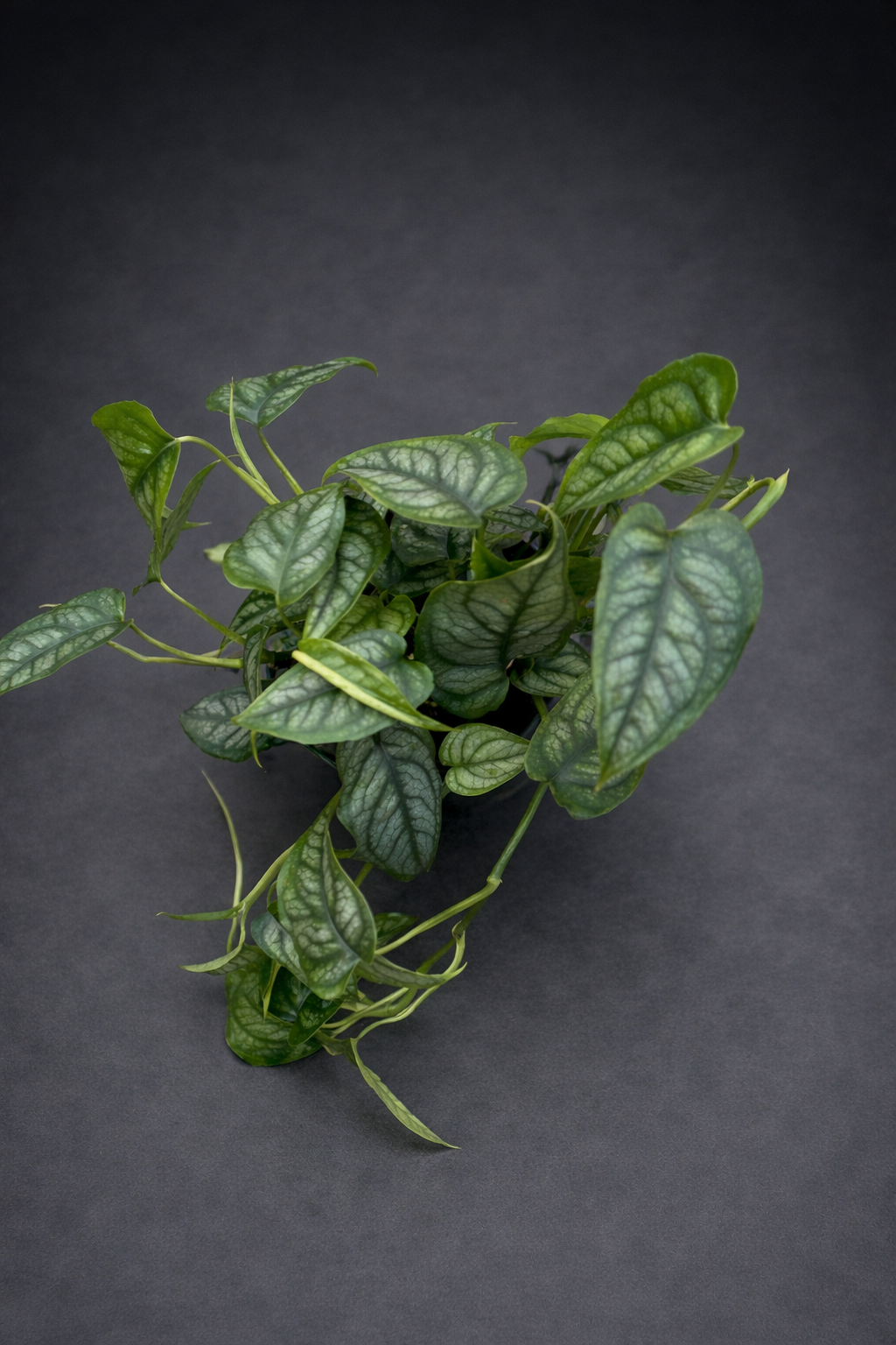 Monstera Siltepecana