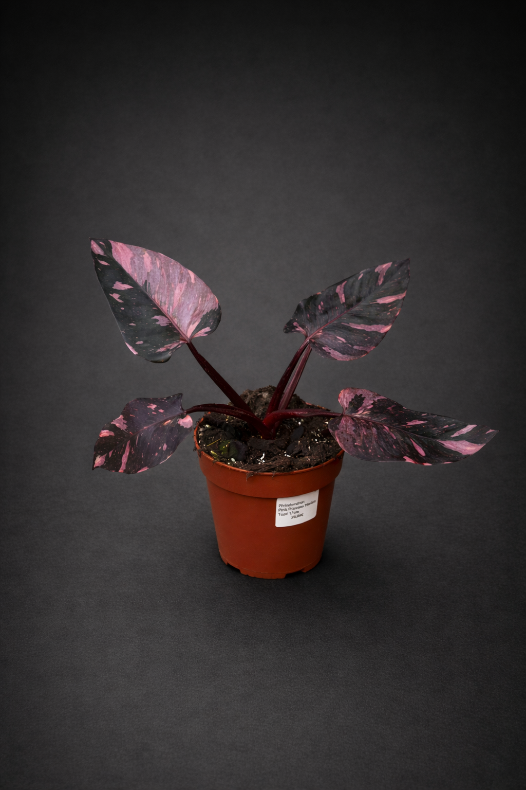 Philodendron Pink Princess Marble